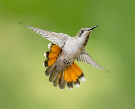 Hummingbird Photography | Flickr