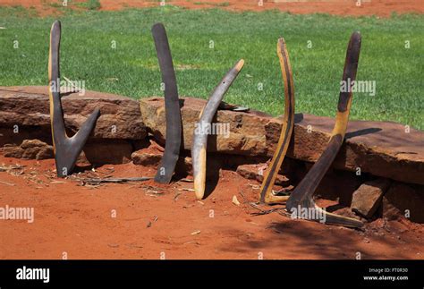 aborigine tools  res stock photography  images alamy