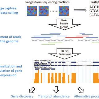 Overview Of Rna Seq Data Analysis Image Capture And Base Pair Calls