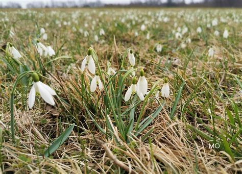 Frühling Der Anblick einer blühenden Frühlingswiese bringt Freude in