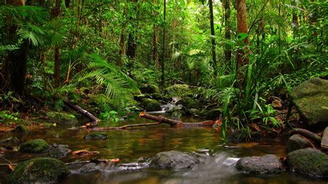 1920X1080 Jungle Wallpapers - Top Free 1920X1080 Jungle Backgrounds ...