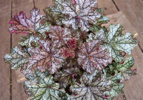Гейхера - посадка, выращивание и уход, фото гейхеры | Вдохновение ...