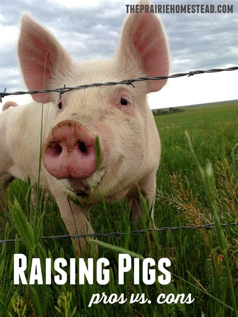 Raising Pigs: Pros & Cons | The Prairie Homestead