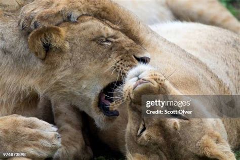 315 Love Bite Stock Photos, High-Res Pictures, and Images - Getty Images