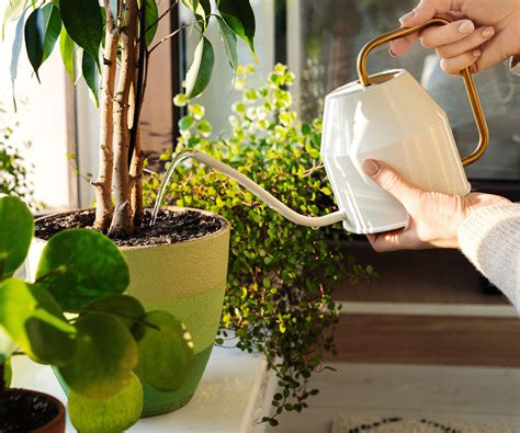 Overwintering plants indoors - mistakes to avoid making | Homes and Gardens