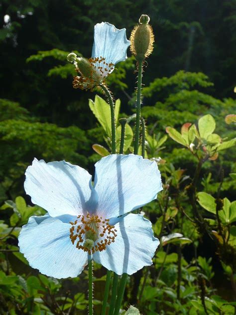 Blue poppies