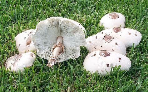 California Fungi: Chlorophyllum molybdites