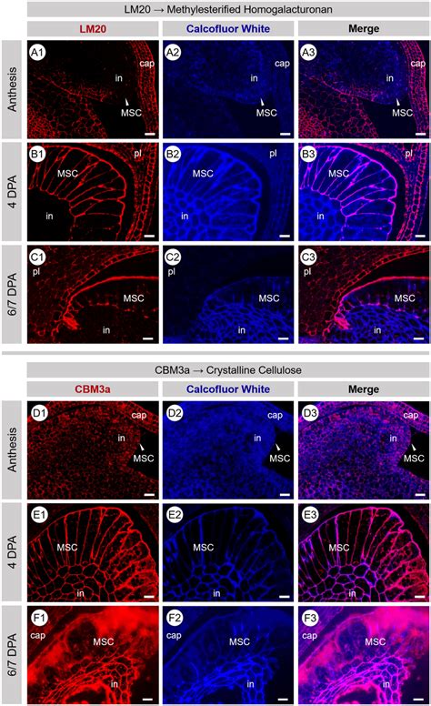 Fluorescence Micrographs Of Transverse Sections Of Developing Povata Download Scientific