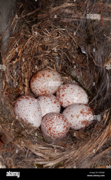 Tufted titmouse nest in a bird house with six eggs Stock Photo - Alamy