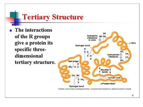 Ppt Protein Structure Primary Powerpoint Presentation