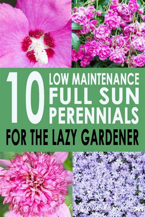 16 Full Sun Perennials Low Maintenance Plants That Thrive In Sun Gardening From House To