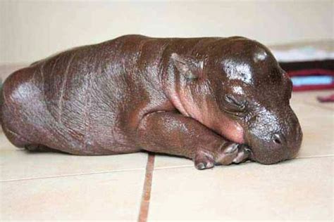 Cute Newborn Baby Hippo Harry 9 Pics