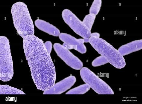 Klebsiella Structure