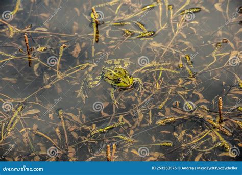 Frog in the pond stock photo. Image of birding, bird - 253250576