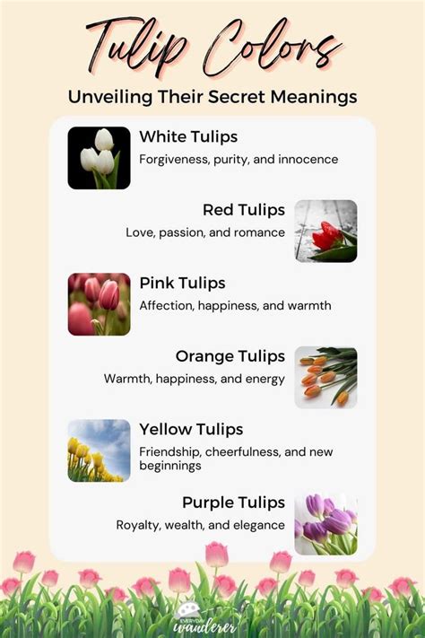 Tulip Colors Unveiling Their Secret Meanings In 2024 Tulip Colors Tulips Color Meanings