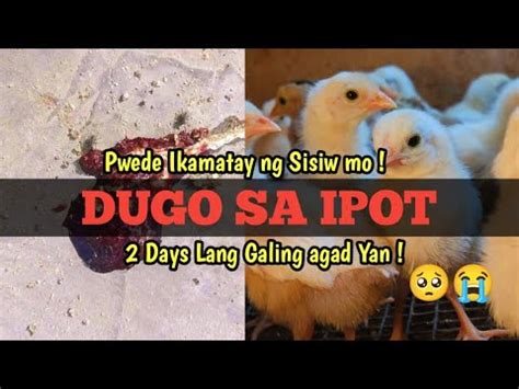 Ano Ang Gamot Sa Sisiw Na Umiipot Ng Dugo Ipot Na May Dugo Peejay