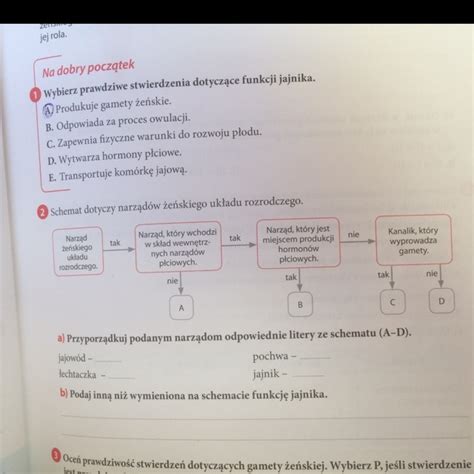 Schemat Dotyczy Narządów Żeńskiego Układu Rozrodczego