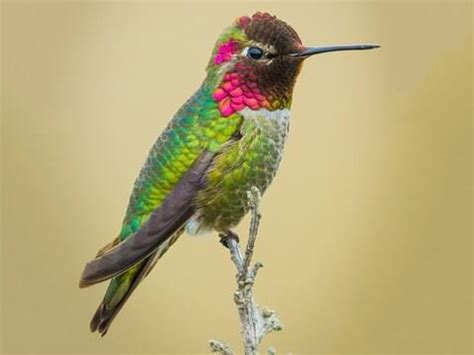 Anna's Hummingbird | Celebrate Urban Birds