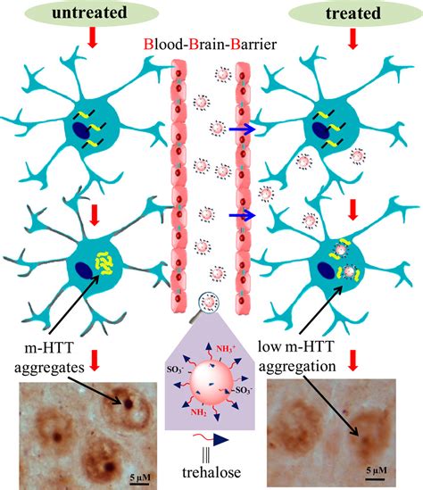 Poly Trehalose Nanoparticles Prevent Amyloid Aggregation And Suppress