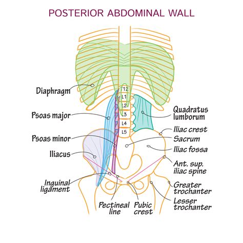 Anatomy Of The Abdomen