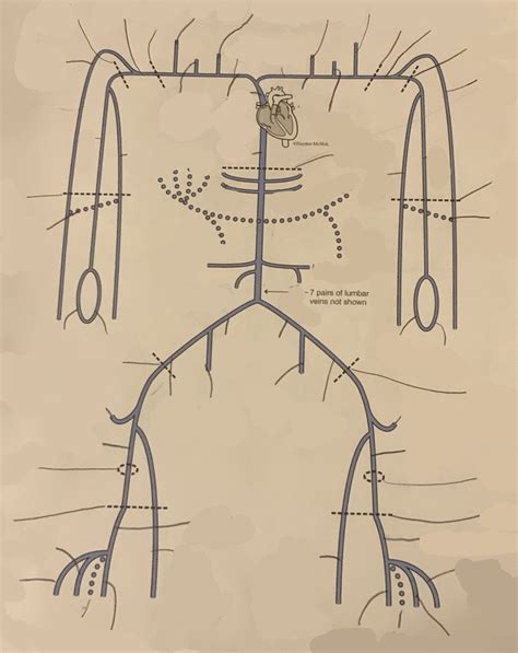 Biol 2325 Venous Drainage Diagram Quizlet