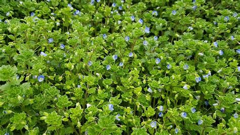 spring wild flower wildflower  photo  pixabay pixabay