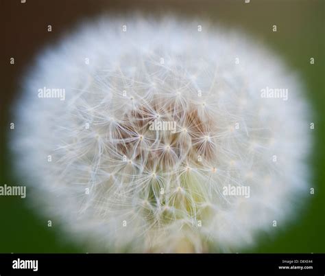 dandelion  close  res stock photography  images alamy