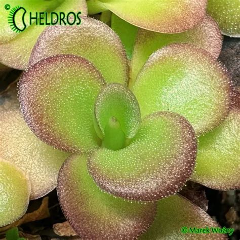 TŁUSTOSZ Pinguicula AGNATA EKUMA Heldros pl Heldros