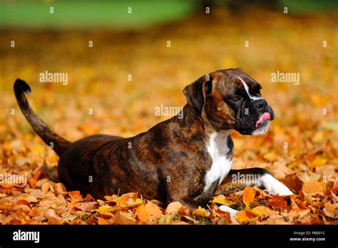 german boxer dog Stock Photo - Alamy