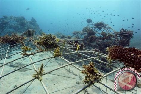 Hnsi Terumbu Karang Buatan Perlu Diperbanyak Antara News Bangka Belitung