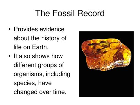 Ppt Chapter 17 The History Of Life Powerpoint Presentation Free