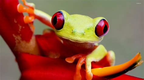 Tree Frog Wallpaper 64 Images