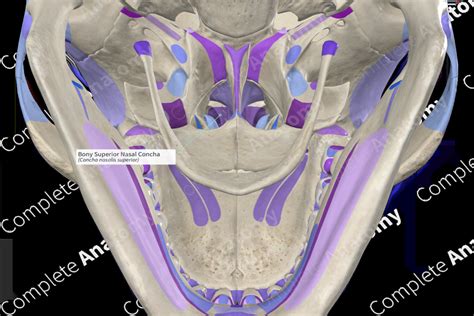 Bony Superior Nasal Concha (Right) | Complete Anatomy