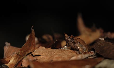 Herping Highlights In Palawan Philippines Rherpetology