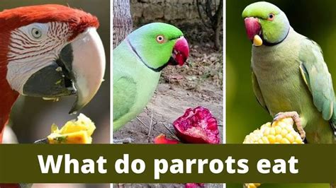 What Do Parrots Eat 12 Things Parrot Love To Eat Cuteparrots