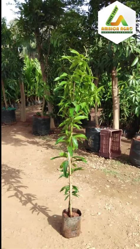 Sindhu Mango Grafted Plant For Farming And Gardning At Rs Plant