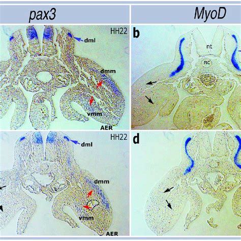 Igf 1 And Ii Induce Myod And Myogenin In Hh Stage 24 Limbs