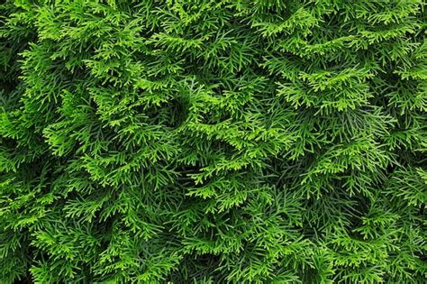 Seto Verde De Rboles Thuja Thuja Hojas Verdes De Fondo Con Textura