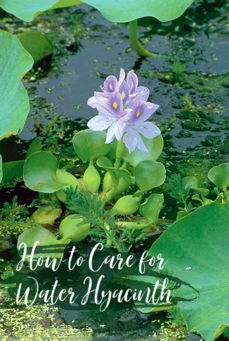 How To Care For Water Hyacinth Aquascape Inc