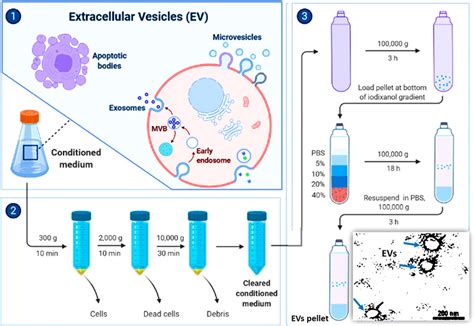 Schematic illustration of extracellular vesicle (EV). Overview of EV ... 
