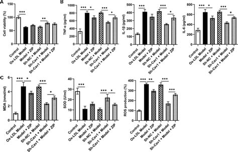 Cav1 And ZIP On Cellular Phenotypes A The Viability Of HUVECs Was