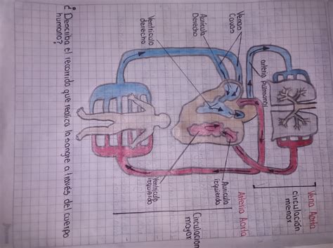 Describa el recorrido que realiza la sangre a través del cuerpo humano