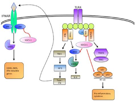 Figure From The Role Of Suppressor Of Cytokine Signaling Socs