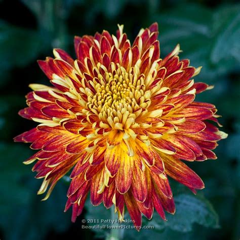 Decorative Chrysanthemums | Beautiful Flower Pictures Blog