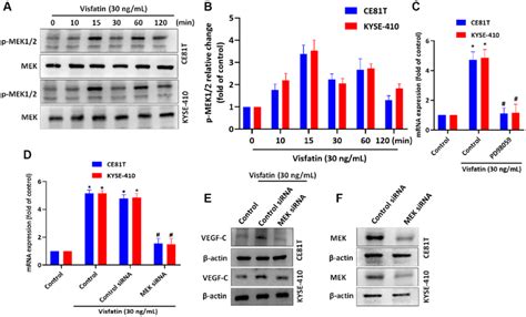 Visfatin Induced Increases In Vegf C Expression And Lymphangiogenesis