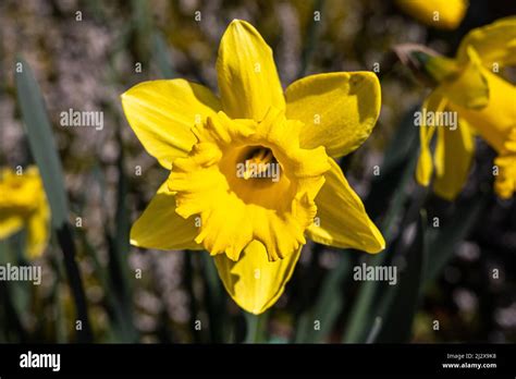 Narcissus Standard Value Daffodil Division 1 Trumpet Stock Photo Alamy