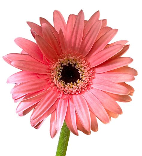 Gerber Daisy Light Pink Jacksonville Flower Market