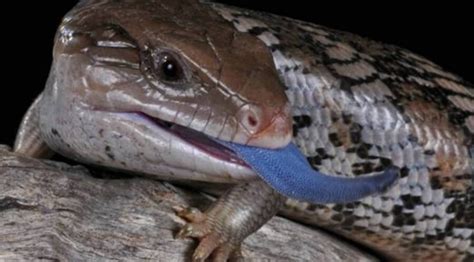 The Blue Tongue Skink Critter Science