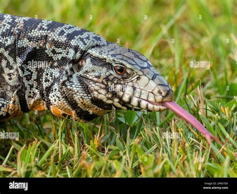 An Adult Argentine Black And White Tegu Salvator Merianae Iguazu