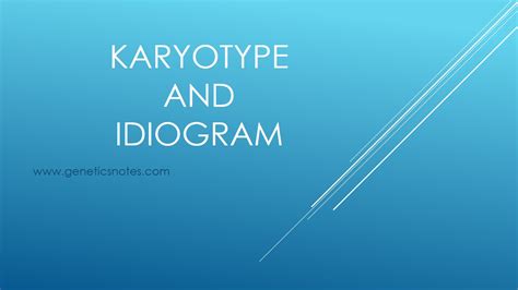 Karyotype and Idiogram - Online Biology Notes